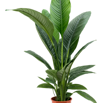 Spathiphyllum „Sensation” Spathiphyllum „Sensation”