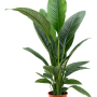 Spathiphyllum „Sensation”