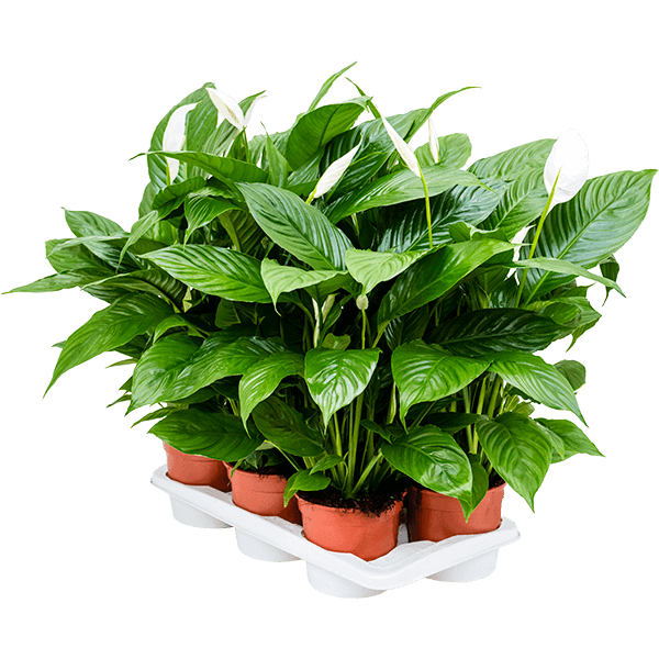 Spathiphyllum „Vivaldi” 6/tavă
