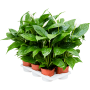 Spathiphyllum „Vivaldi” 6/tavă