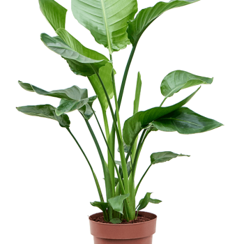 Strelitzia nicolai Strelitzia nicolai