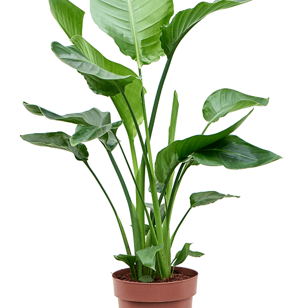 Strelitzia nicolai
