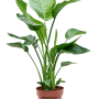 Strelitzia nicolai
