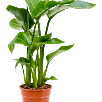 Strelitzia nicolai Strelitzia nicolai