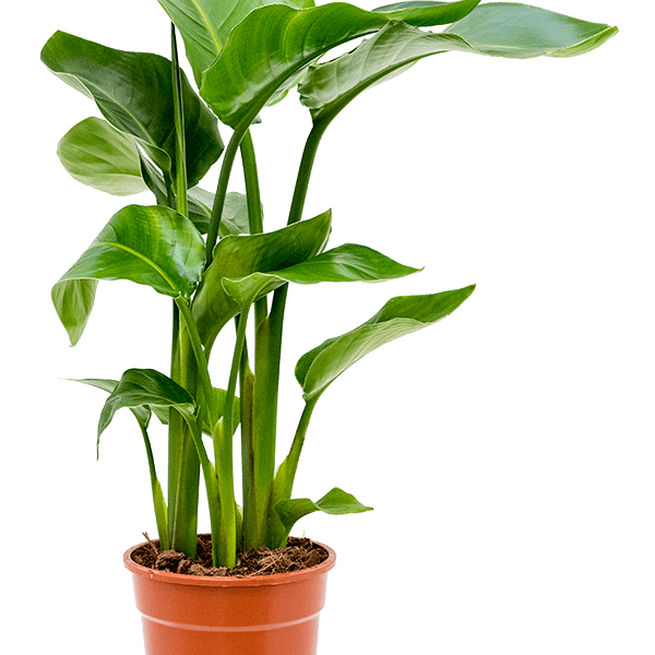 Strelitzia nicolai