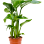 Strelitzia nicolai
