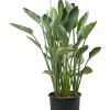 Strelitzia reginae