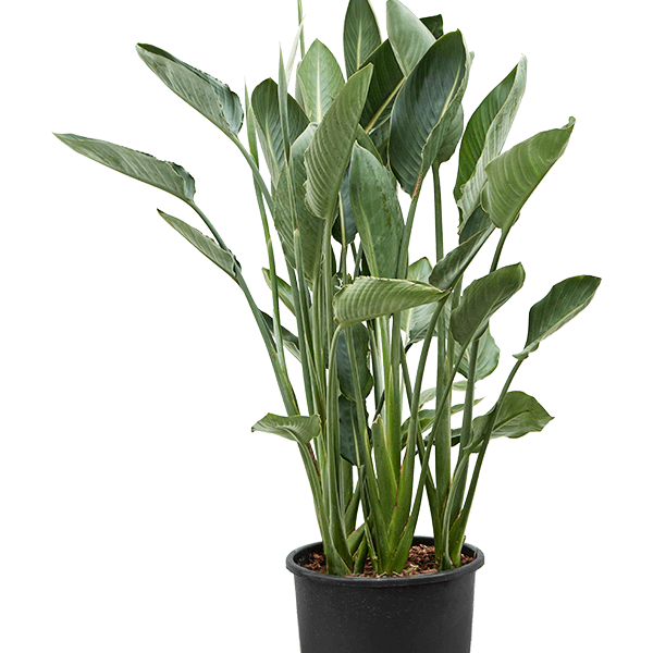 Strelitzia reginae