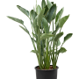 Strelitzia reginae