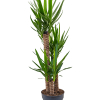 Yucca elephantipes