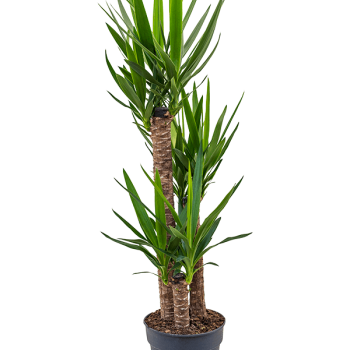 Yucca elephantipes Yucca elephantipes