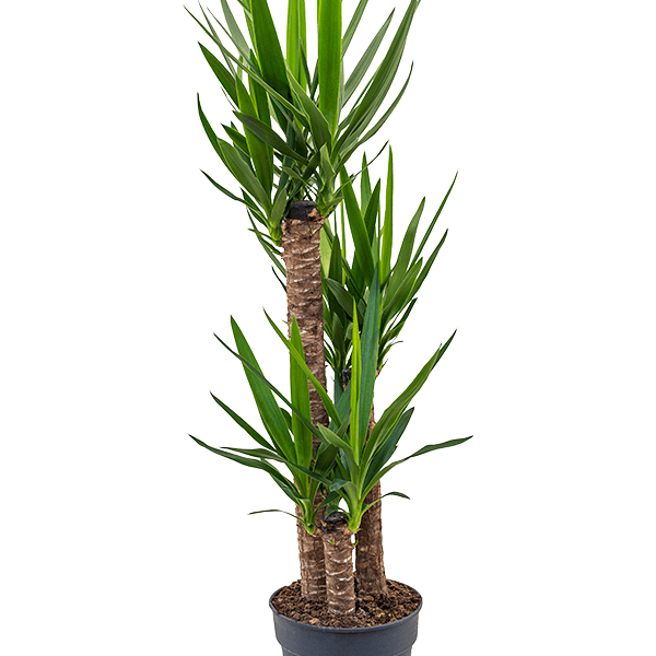 Yucca elephantipes