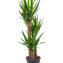 Yucca elephantipes