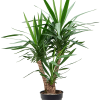 Yucca elephantipes