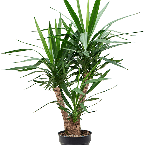 Yucca elephantipes