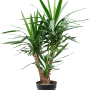 Yucca elephantipes