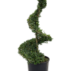 Ilex crenata 'Dark Green'