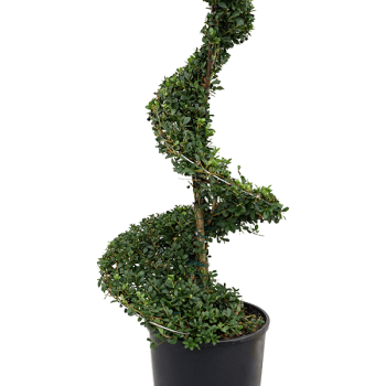 Ilex crenata 'Dark Green'