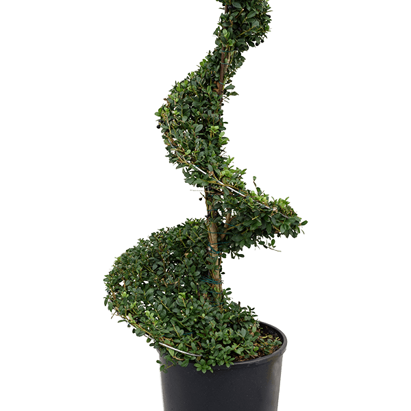 Ilex crenata 'Dark Green'
