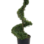 Ilex crenata 'Dark Green'