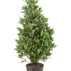 Laurus nobilis