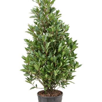 Laurus nobilis