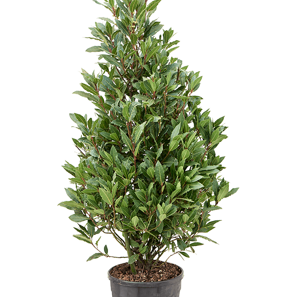 Laurus nobilis