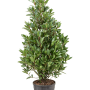 Laurus nobilis