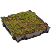 Tavă cu sedum (plante vii)