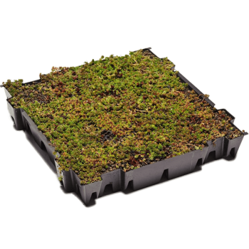 Tavă cu sedum (plante vii)