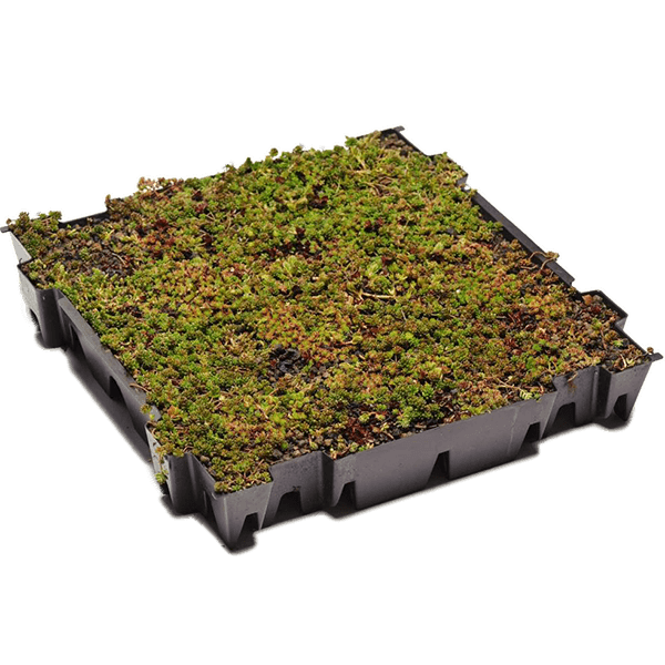 Tavă cu sedum (plante vii)