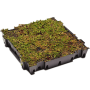 Tavă cu sedum (plante vii)