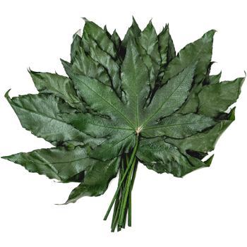 Aralia