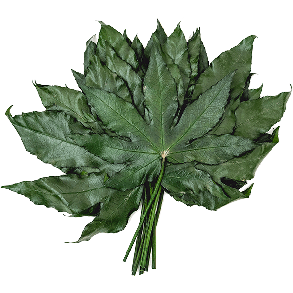 Aralia