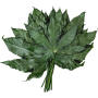 Aralia