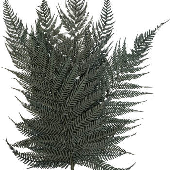 Briljantfern Briljantfern