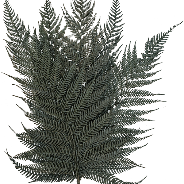 Briljantfern