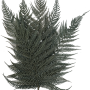 Briljantfern