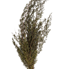 Lungifolia