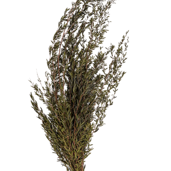 Lungifolia Lungifolia