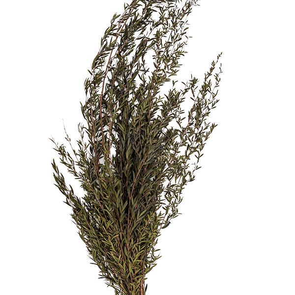 Lungifolia