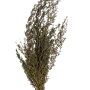 Lungifolia