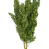 Mingfern