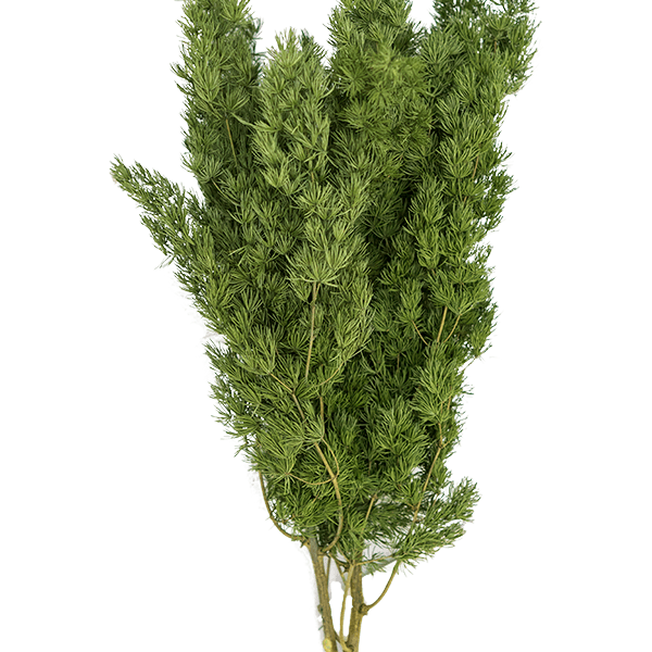 Mingfern