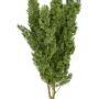 Mingfern