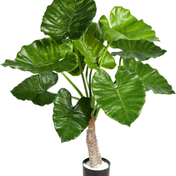 Alocasia Calidora