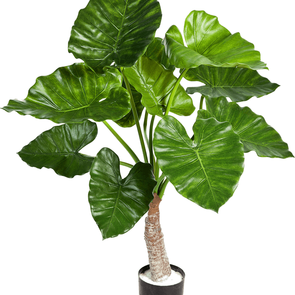 Alocasia Calidora