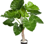 Alocasia Calidora