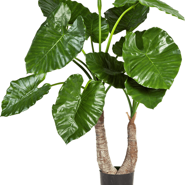 Alocasia Calidora