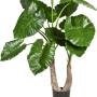 Alocasia Calidora